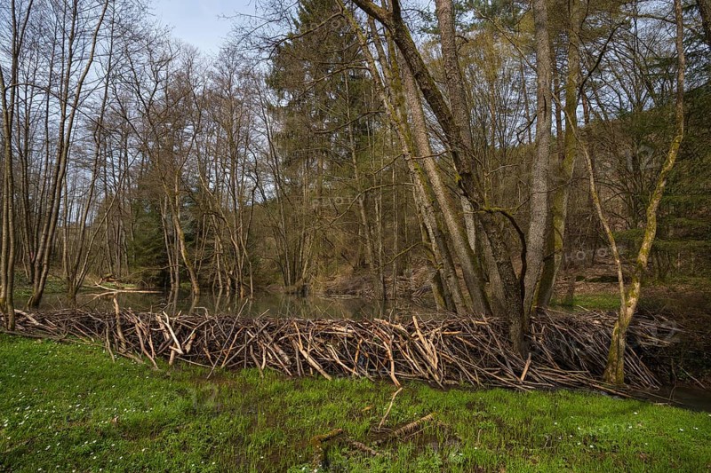 Beaver dam
