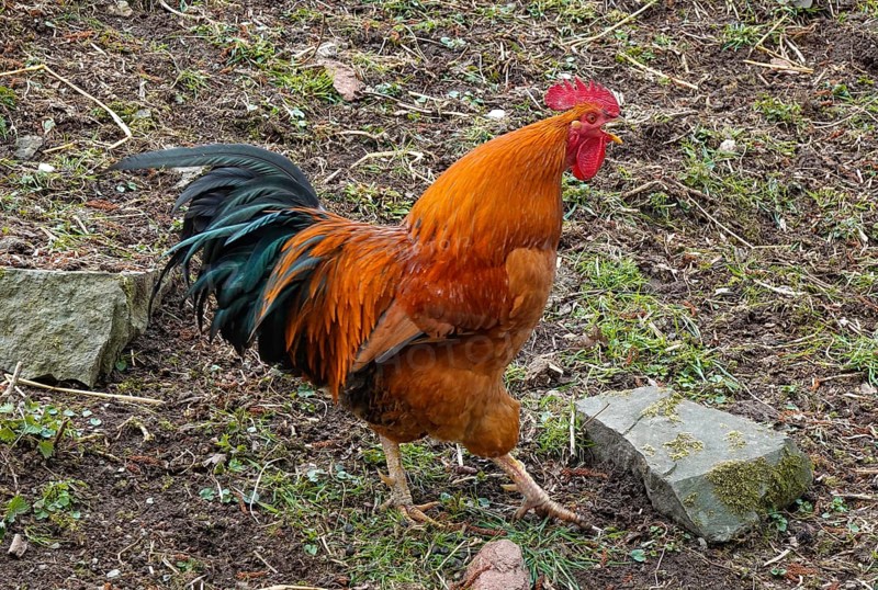 Cock