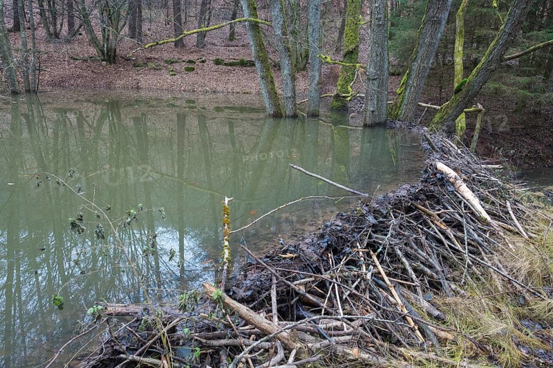 Beaver dam from european beaver