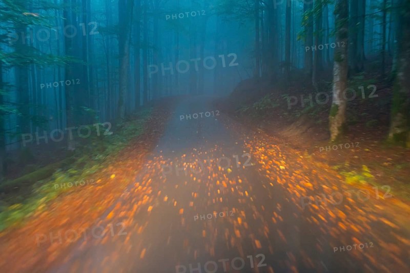Car driving on autumnal wet road through the forest at dawn
