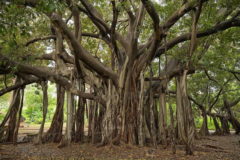 Australian moreton bay fig