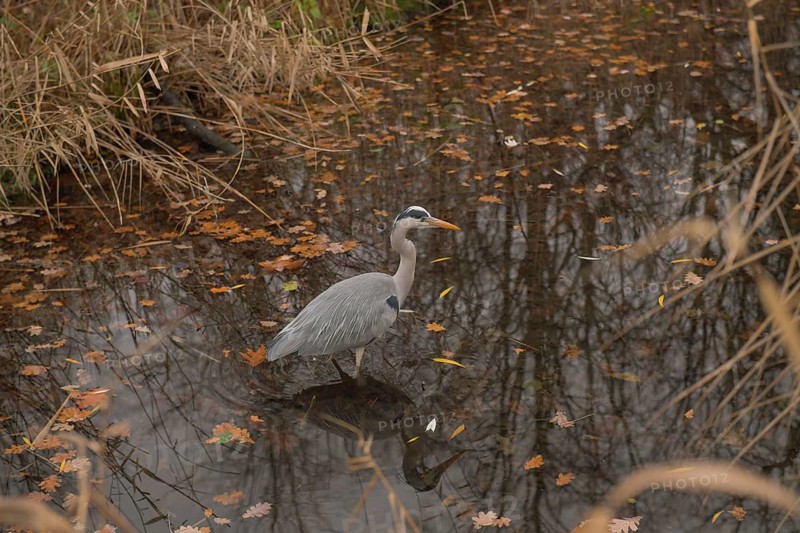 Grey heron