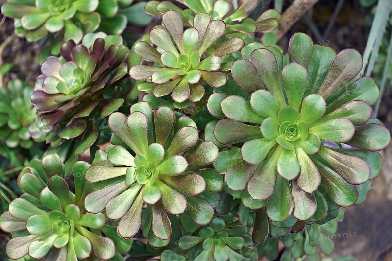 Tree aeonium