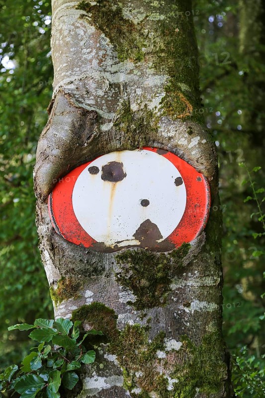 Traffic sign no throughway grown into tree trunk
