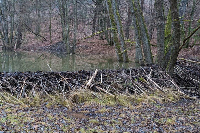 Beaver dam from european beaver