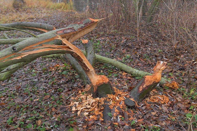 Beaver damage