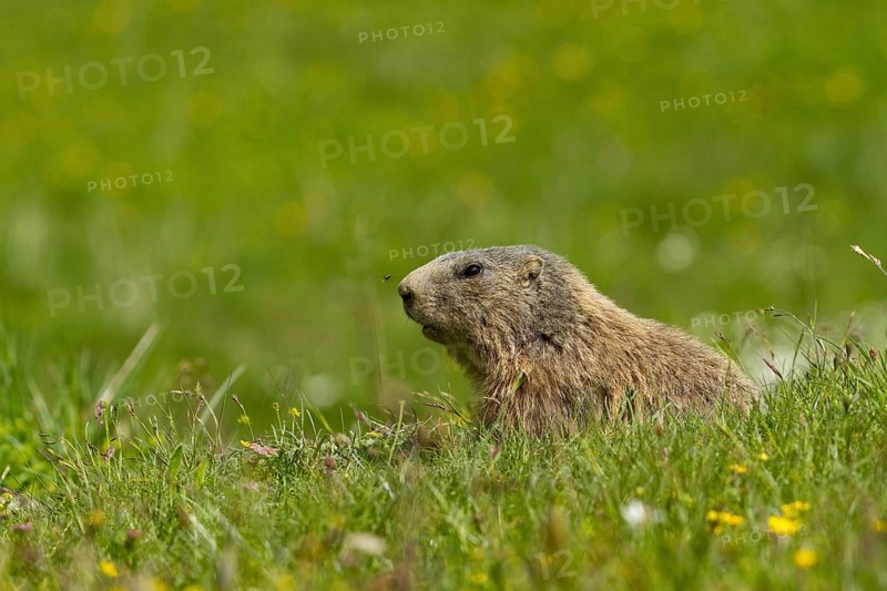 Alpine marmot