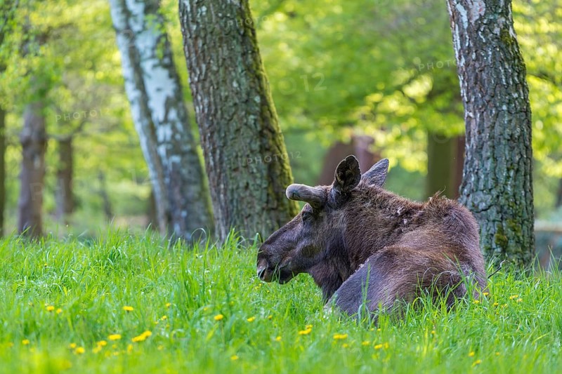 Moose