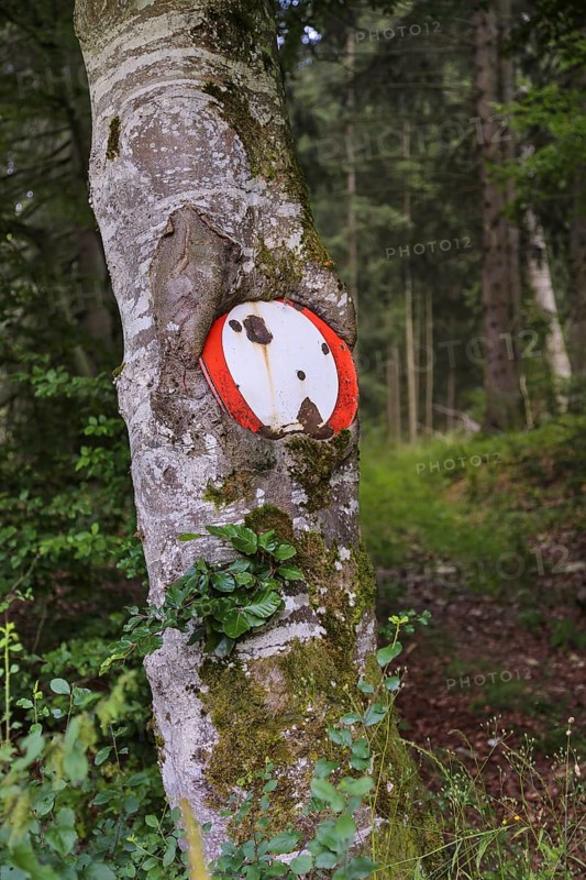 Traffic sign no throughway grown into tree trunk