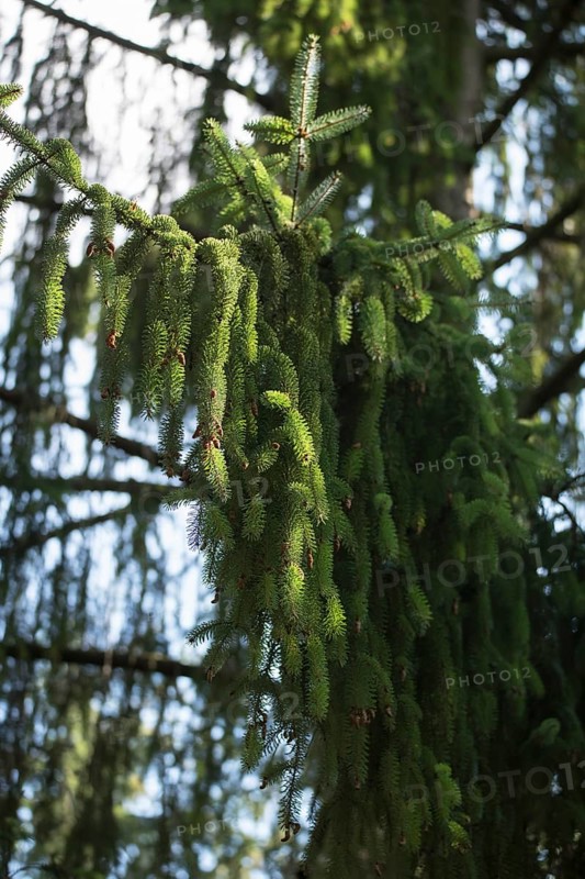 Brewer spruce