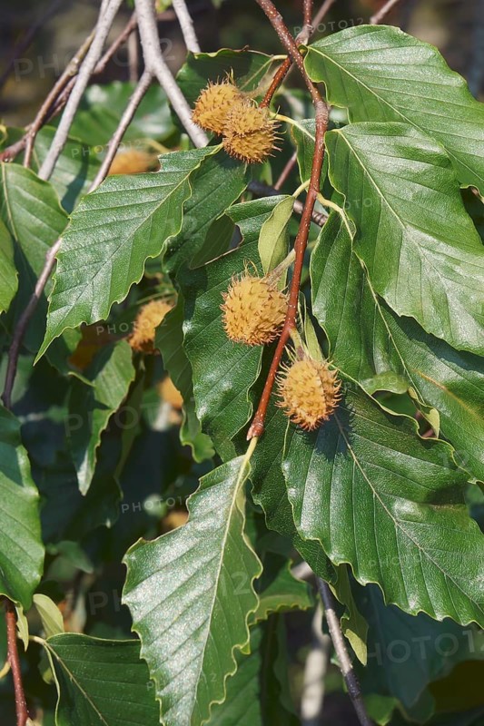 American beech