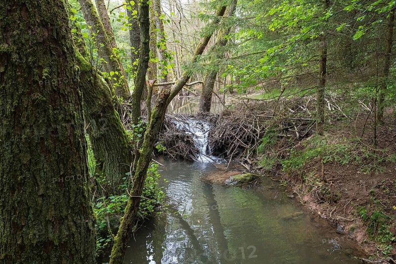Broken Beaver dam