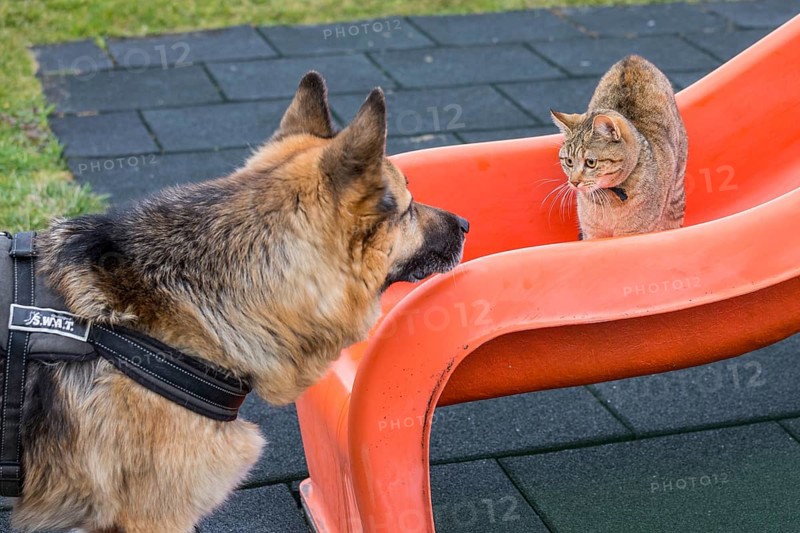 Cat playing with German Shepherd