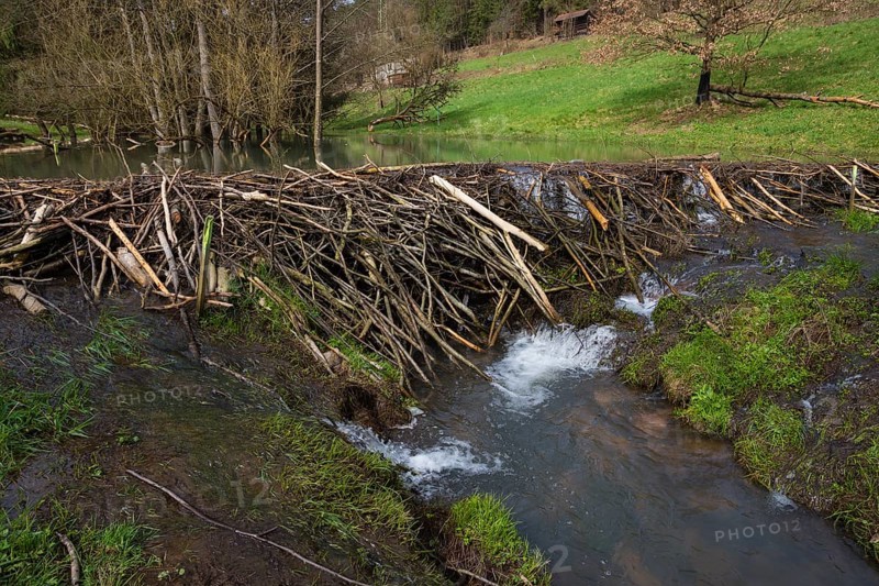 Beaver dam