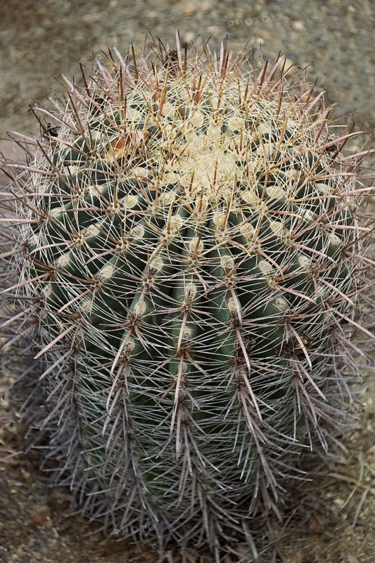 Fishhook barrel cactus