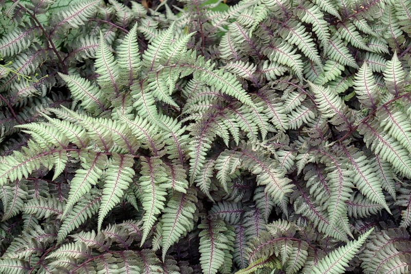 Lady fern