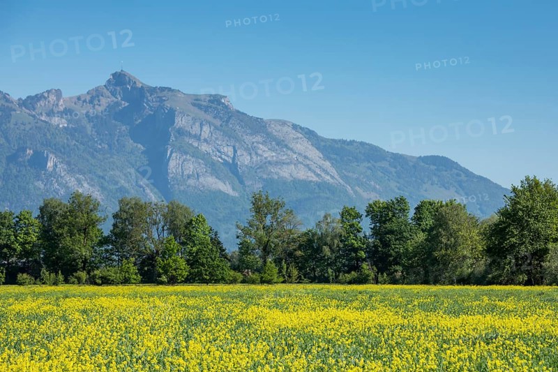 Field