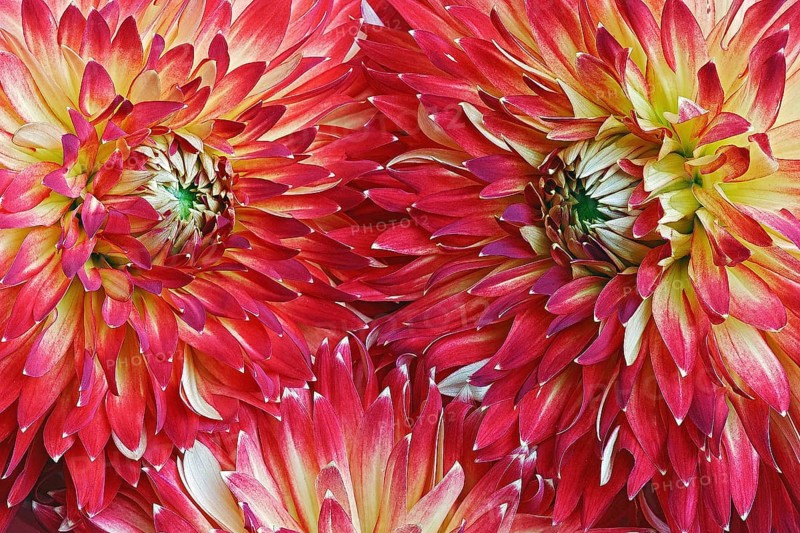 Dahlia