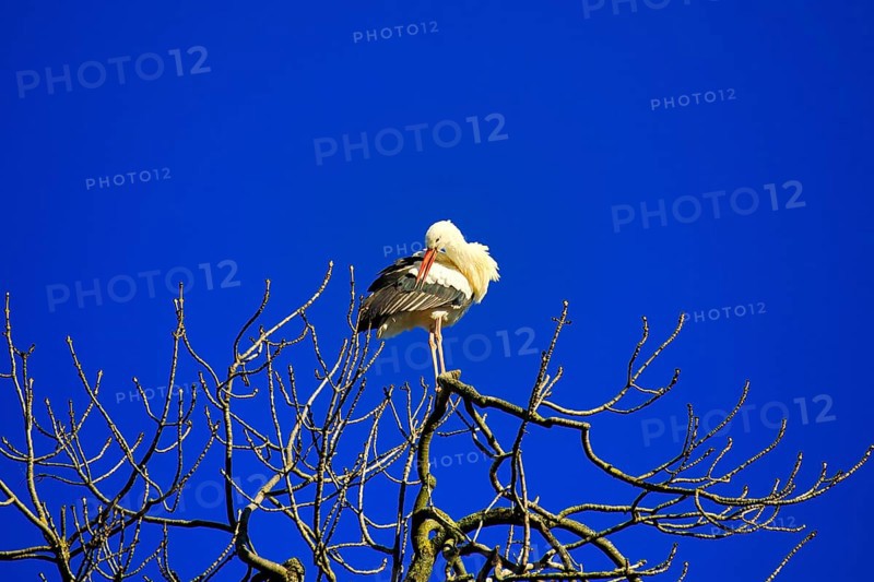 White stork