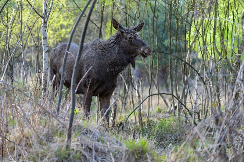 Moose