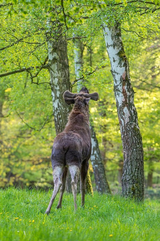 Moose
