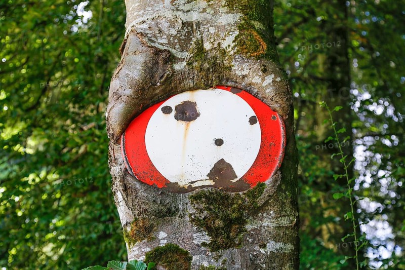 Traffic sign no throughway grown into tree trunk