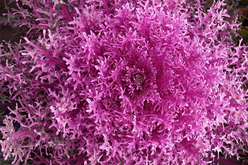 Ornamental Kale