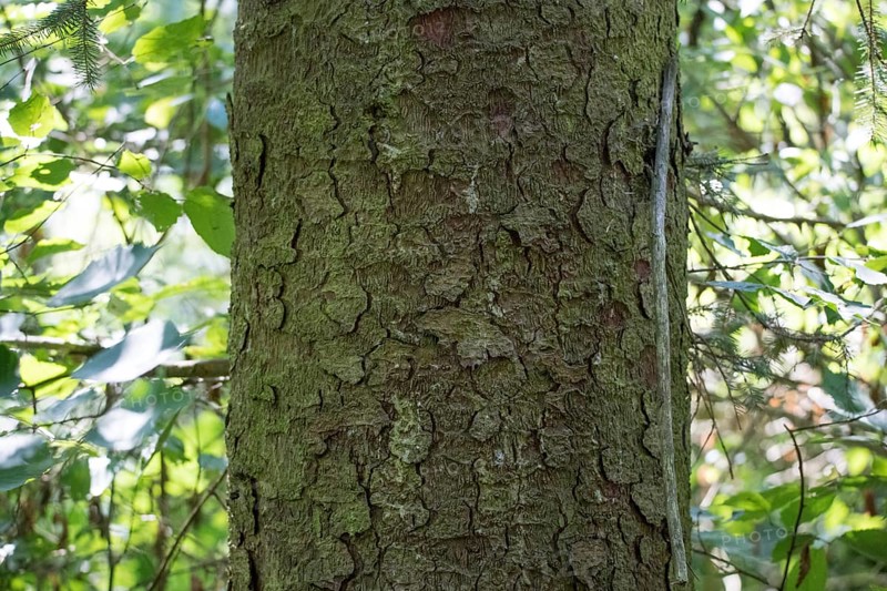 Brewer spruce
