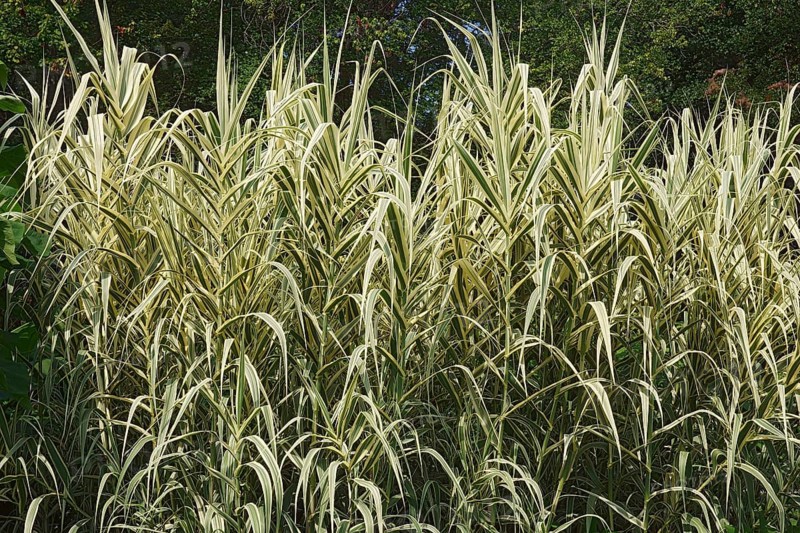 Giant reed