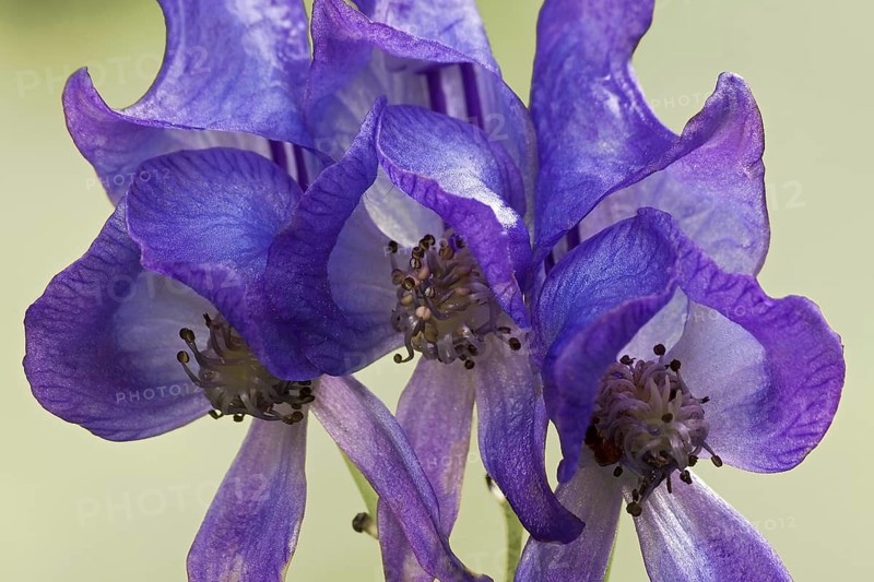 Kusnezoff monkshood