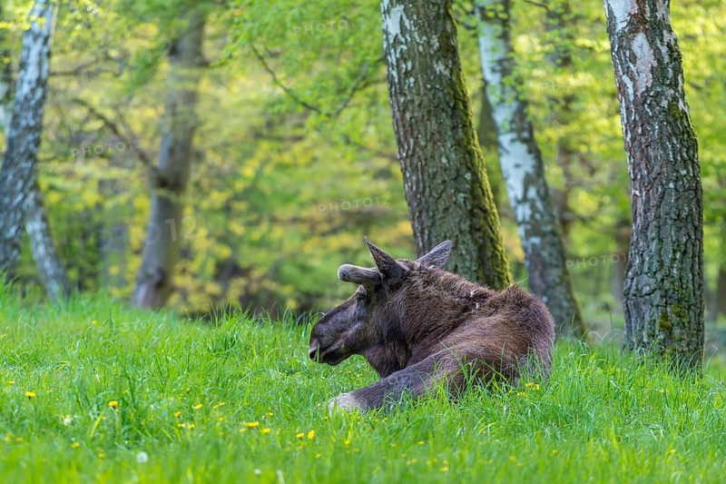 Moose