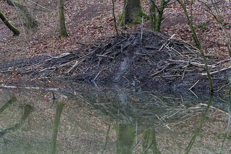 Beaver lodge from european beaver