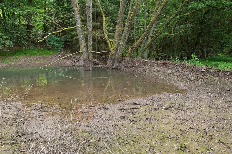 Broken Beaver dam