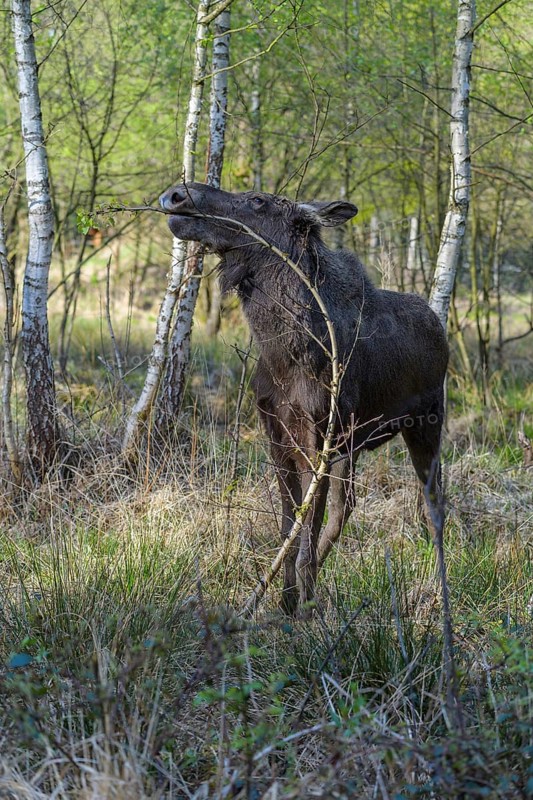Moose
