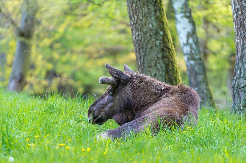 Moose