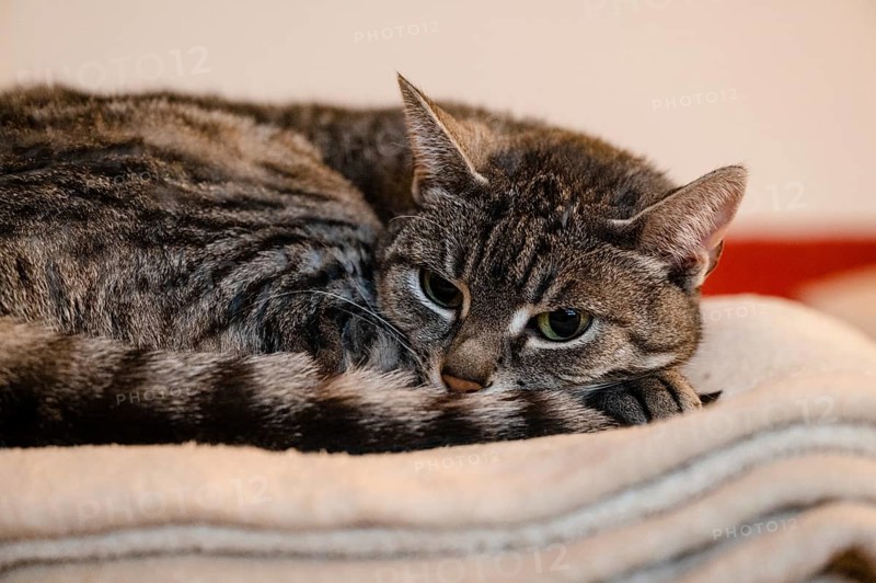 Grey cat