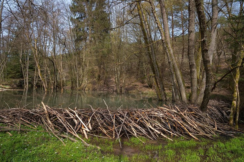 Beaver dam