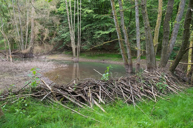 Beaver dam