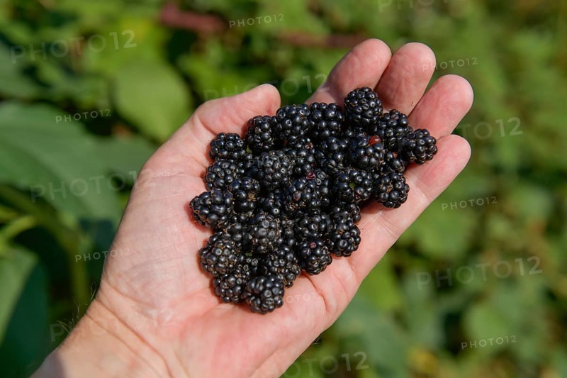 Wild blackberries