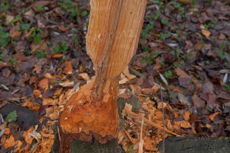 Beaver damage