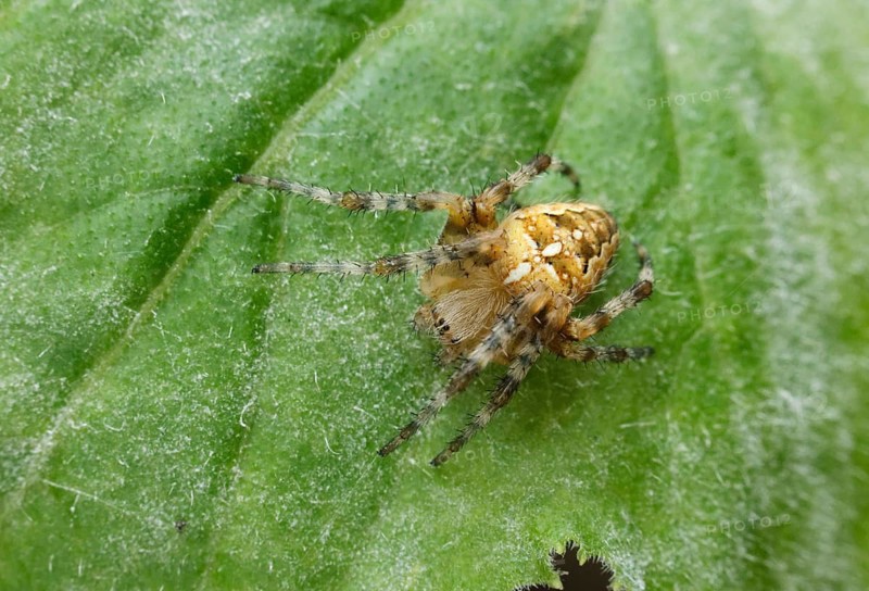 European garden spider