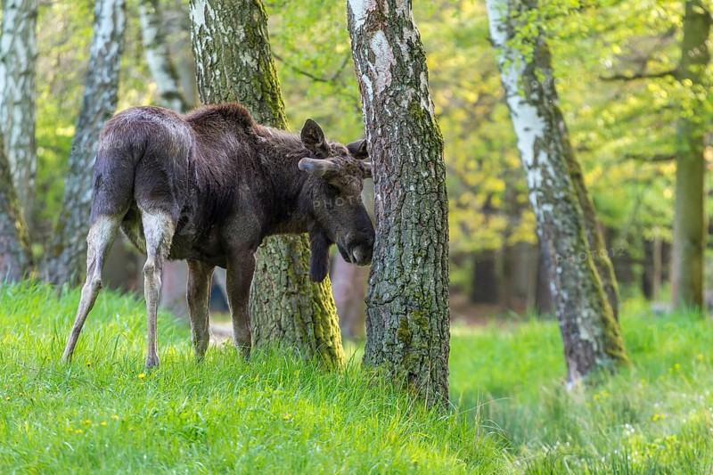 Moose