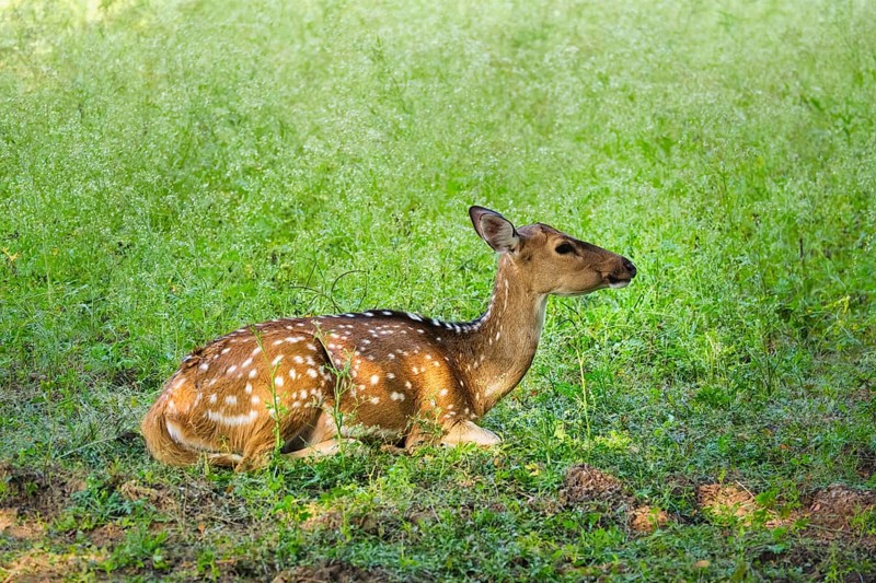 Beautiful young female chital or spotted deer relaxing on grass in Ranthambore National Park