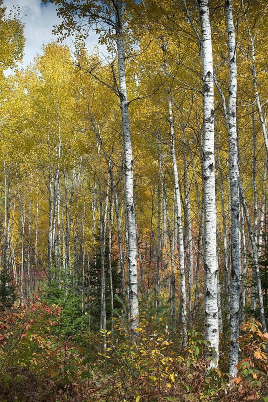 Herbstlicher Birkenwald