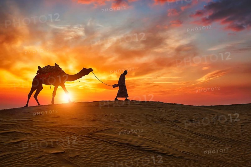Indian cameleer