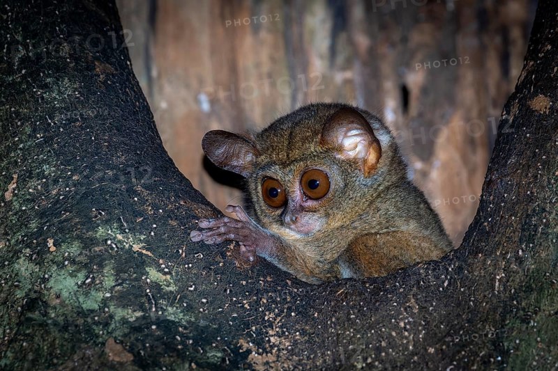 Sulawesi-Koboldmaki Tangkoko Nationalpark