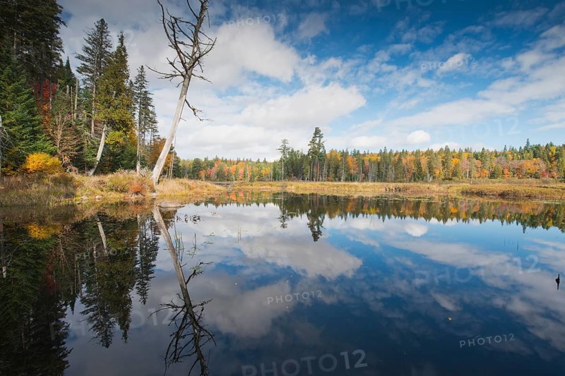 See im Algonquin Park