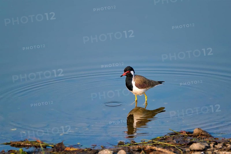 The red-wattled lapwing