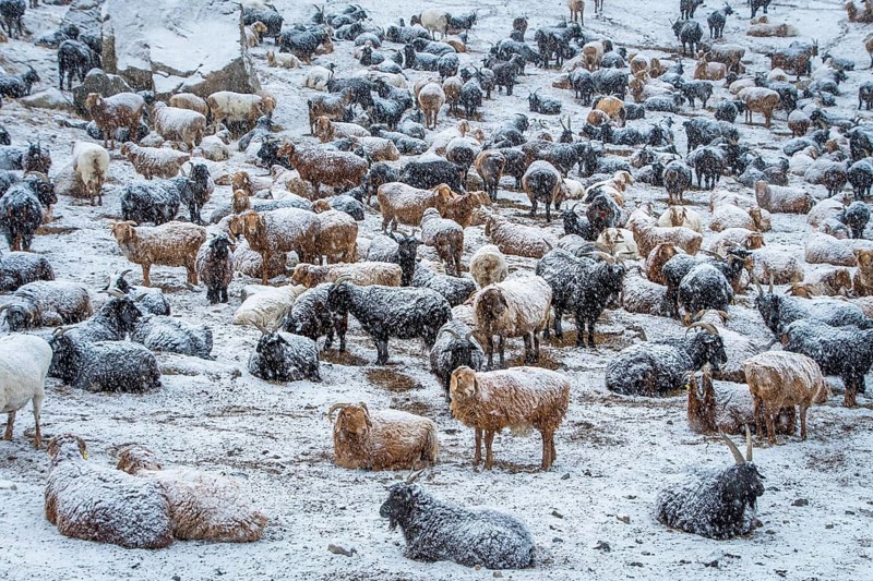 Cattle in the snow. Western Mongolia