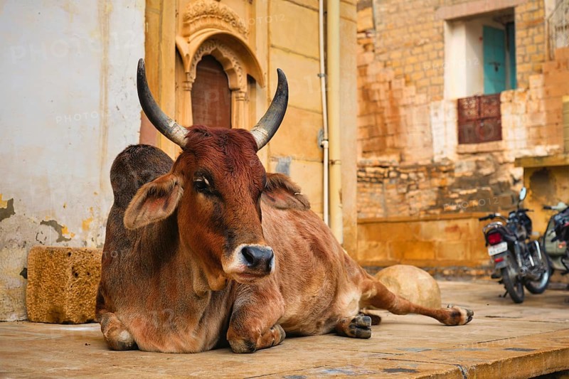 Indian cow resting sleeping in the street. Cow is a sacred animal in India. Jasialmer fort